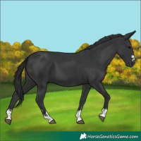 Horse Color:Black and Black