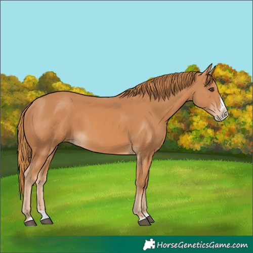 Horse Color:Chestnut Splash Frame 