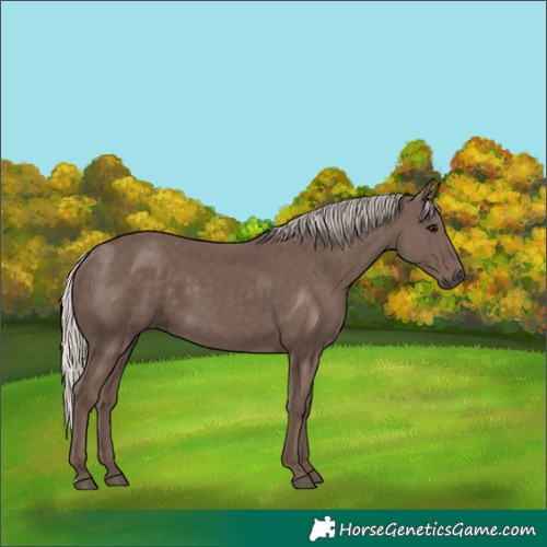Horse Color:Silver Black 