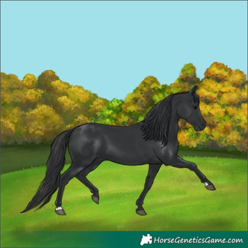 Horse Color:Black 