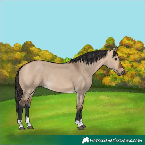 Horse Color:Bay Dun Rabicano