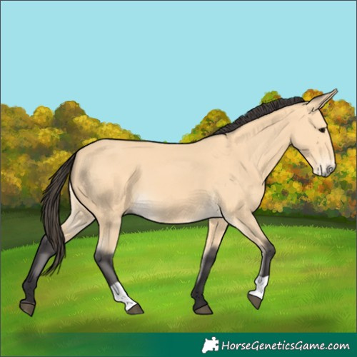 Horse Color:Buckskin