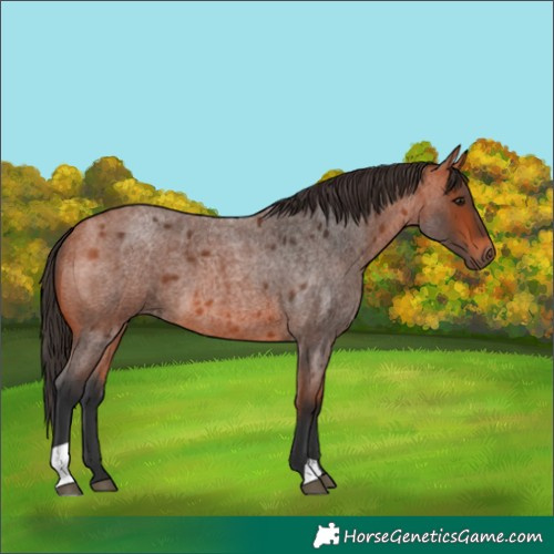 Horse Color:Bay Roan