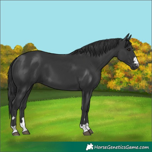 Horse Color:Black 