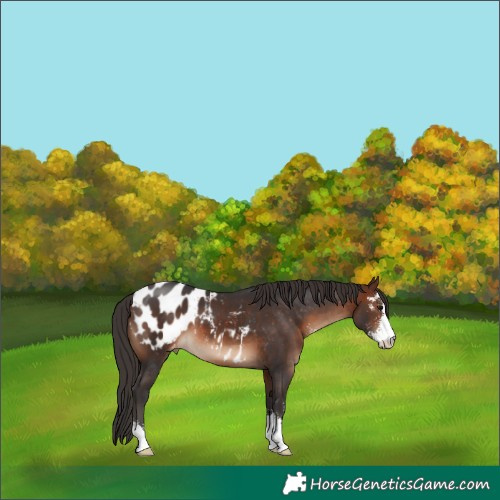 Horse Color:Brown Sabino Appaloosa 