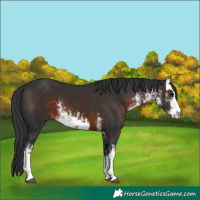 Horse Color:White Spotted Brown