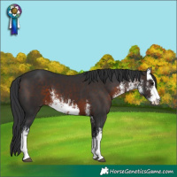 Horse Color:White Spotted Brown