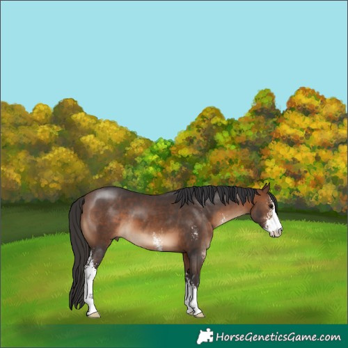 Horse Color:Brown Sabino 