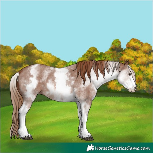 Horse Color:Unknown 