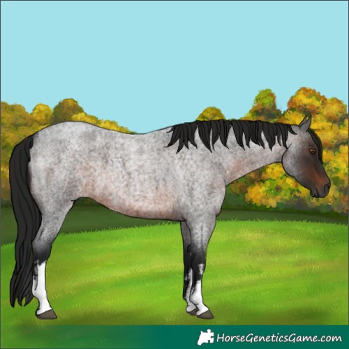 Horse Color:Gray White Spotted Brown Roan 