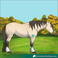 Horse Color:Buckskin