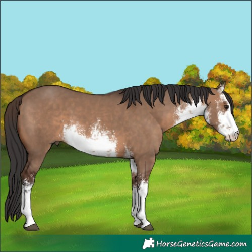 Horse Color:White Spotted Brown Dun 