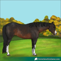 Horse Color:Gray White Spotted Brown