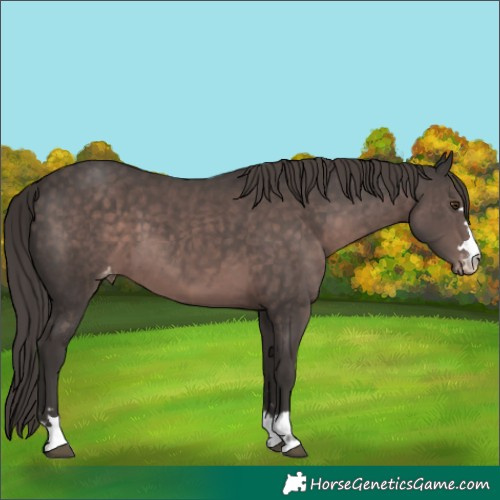 Horse Color:Platinum Liver Chestnut Appaloosa 