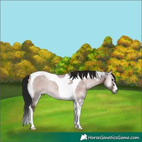 Horse Color:Gray Brown Onyx Tobiano Appaloosa Rabicano 