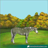 Horse Color:Gray White Spotted Silver Grullo Tobiano
