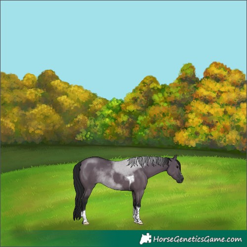 Horse Color:Gray Grullo Tobiano 