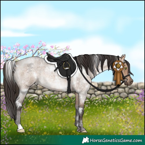 Horse Color:White Spotted Bay Roan Dun