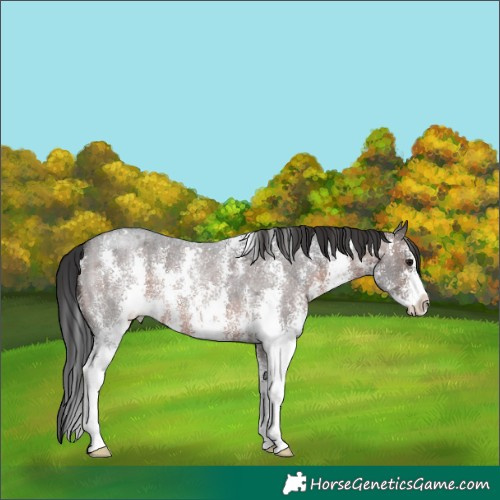Horse Color:Brown Roan Sabino 