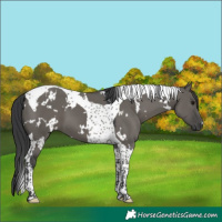Horse Color:White Spotted Grullo Tobiano 