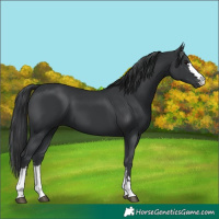 Horse Color:Black