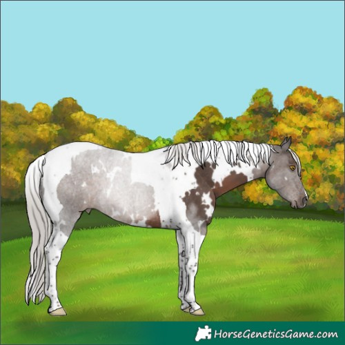 Horse Color:White Spotted Silver Black Tobiano Rabicano 