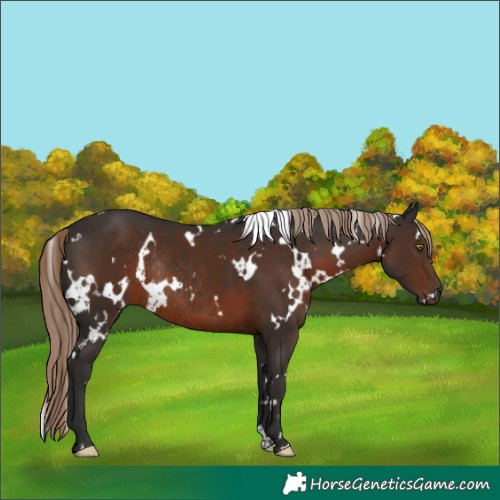 Horse Color:White Spotted Liver Chestnut Rabicano