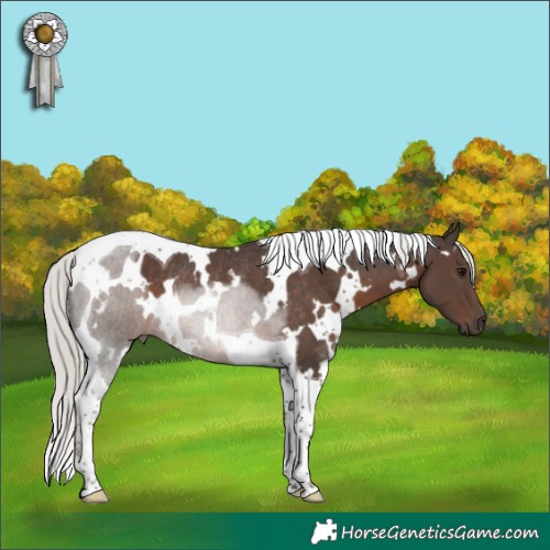 Horse Color:White Spotted Silver Black Tobiano Rabicano 