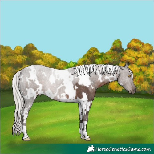 Horse Color:White Spotted Silver Black Rabicano 