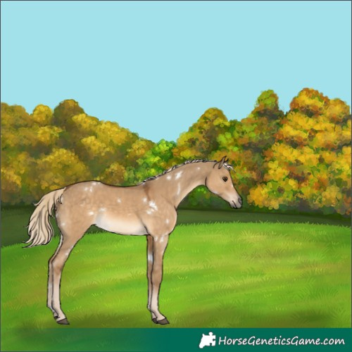 Horse Color:White Spotted Chocolate Palomino Dun Rabicano