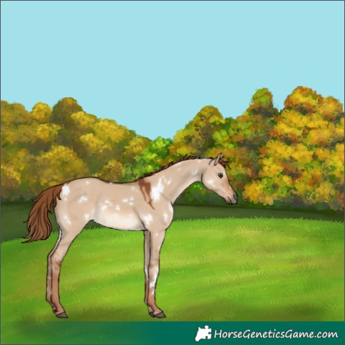 Horse Color:White Spotted Red Dun Rabicano 