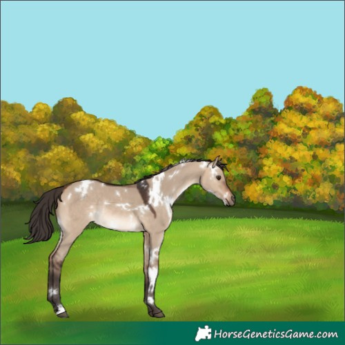 Horse Color:White Spotted Bay Dun Rabicano