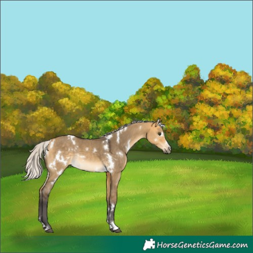 Horse Color:White Spotted Silver Buckskin Dun Rabicano