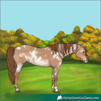 Horse Color:White Spotted Red Dun Rabicano 
