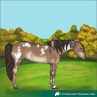 Horse Color:White Spotted Liver Red Dun Rabicano