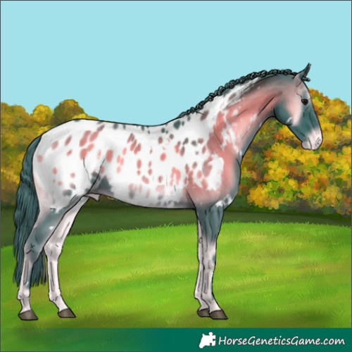 Horse Color:Watercolor White Spotted Blue Onyx Near Leopard