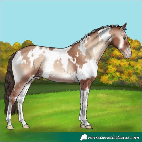 Horse Color:White Spotted Classic Champagne Onyx Rabicano 