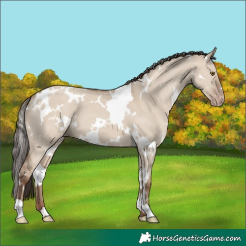 Horse Color:White Spotted Classic Champagne Dun 