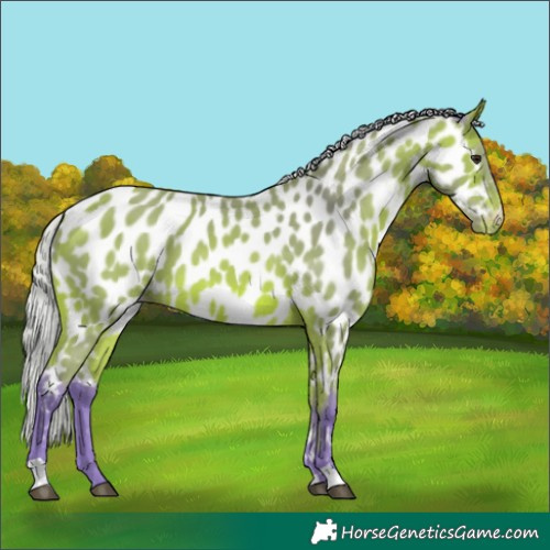 Horse Color:Watercolor Silver Bay Appaloosa 