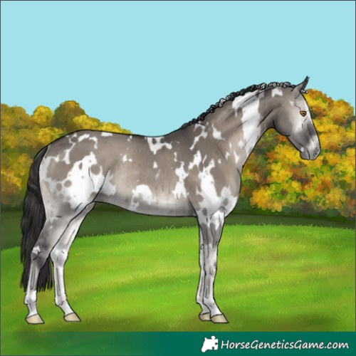Horse Color:White Spotted Smoky Grullo Onyx Rabicano Brindle