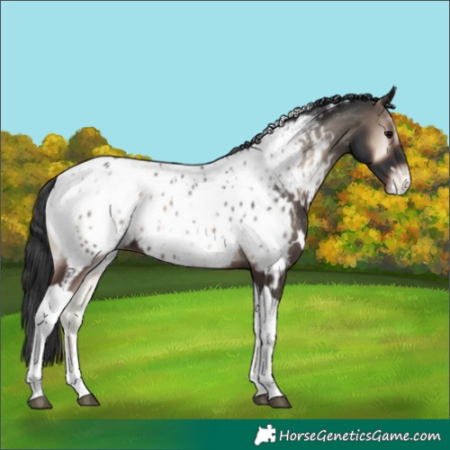 Horse Color:White Spotted Blue Onyx Tobiano Appaloosa