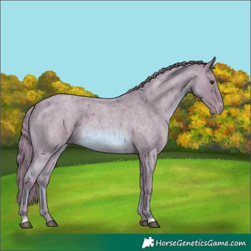 Horse Color:Watercolor Red Roan Appaloosa