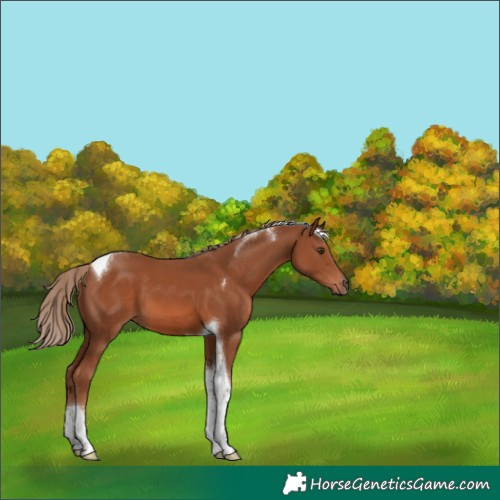Horse Color:Chestnut Tobiano