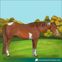 Horse Color:Chestnut Splash Tobiano