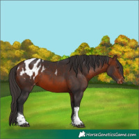 Horse Color:Bay Mushroom Tobiano Appaloosa 