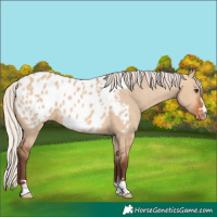 Horse Color:Silver Bay Dun Blanket