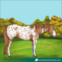 Horse Color:White Spotted Chestnut Blanket
