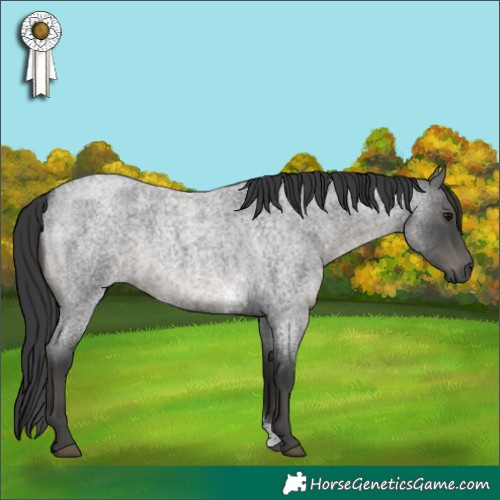 Horse Color:Blue Roan Sabino 