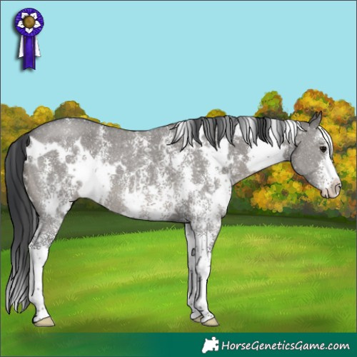 Horse Color:White Spotted Grullo Sabino 