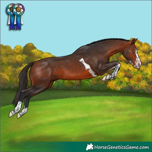 Horse Color:Bay Splash Tobiano